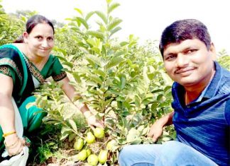 Cultivation-of-guava