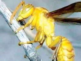 लघू कथा: पीलू गया शहर Pilu-Gaya-City