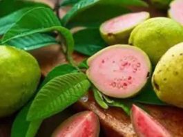 Thailand Guava