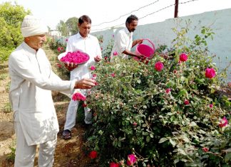 'Sadh Bela Dham' of Nuhianwali, scented with rose fragrance