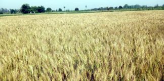 Wheat-Croap