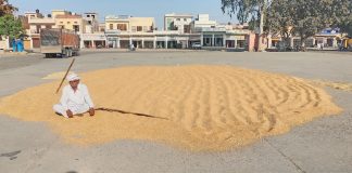 Farmer watching the wheat crop in the market