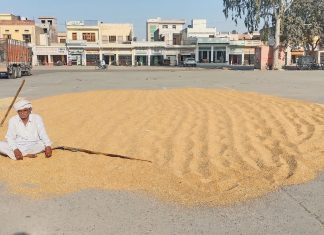 Farmer watching the wheat crop in the market