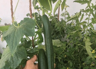 'Grow at home and eat poison-free vegetables'