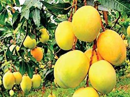 New Variety of Mango