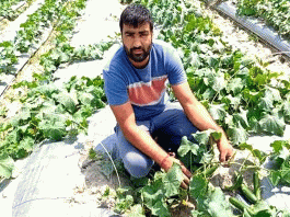 Taiwanee cucumber farming changed farmer fortunes