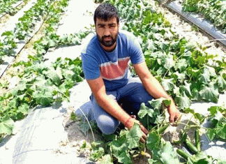 Taiwanee cucumber farming changed farmer fortunes