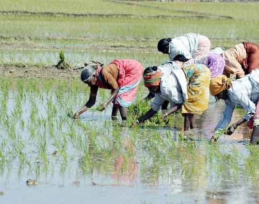 Sowing-of-paddy