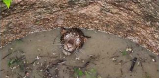 leopard fell in the deep well sachkahoon