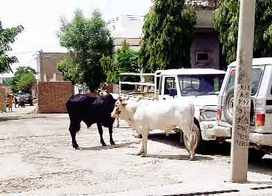 stray animal terror