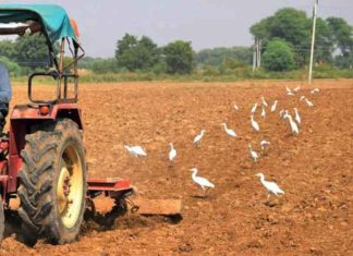 Herons also like Gurugram