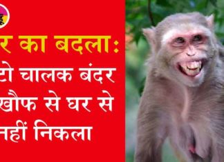 monkey made an auto driver run sachkahoon