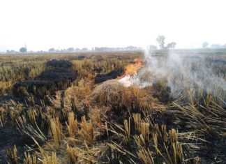 Stubble Burn