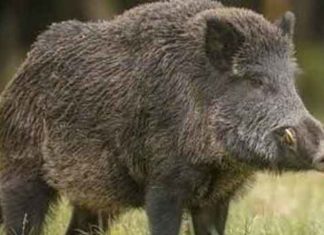 58 wild pigs brought from Gujarat sachkahoon