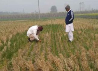 crops benefit sachkahoon