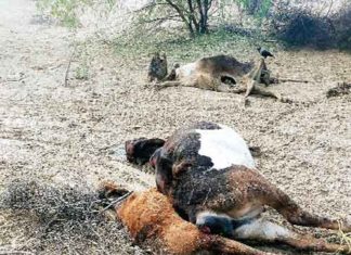 poisonous animal feed sachkahoon