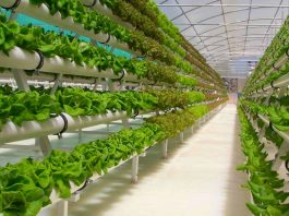 Hydroponic farming