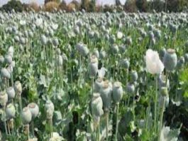 Opium sachkahoon