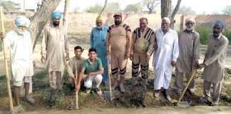 Tree Plantation