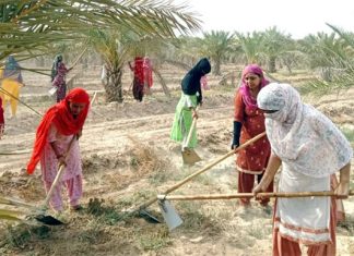 Anhadpurer Dham Dera Sacha Sauda