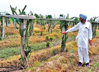 Dragon Fruit Cultivation