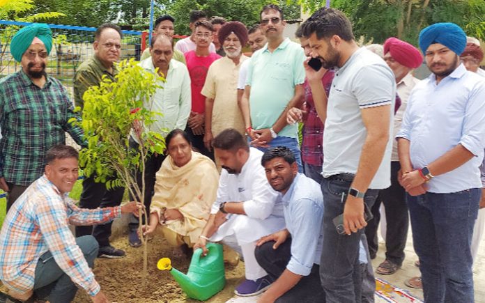 Tree Plantation