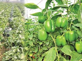 Capsicum Farming