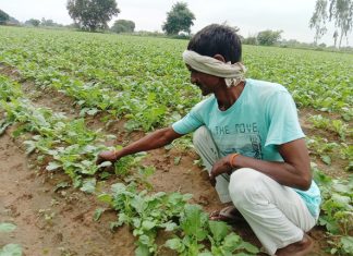 crop ruined by rain