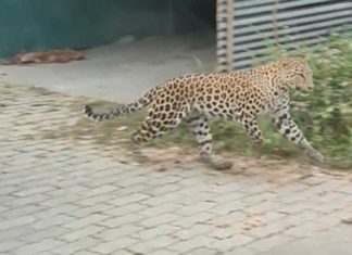 Leopard Attack