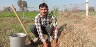 Tree Plantation