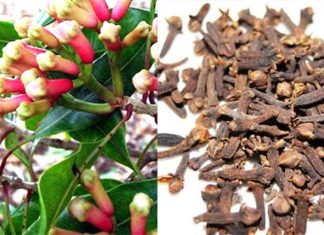 clove cultivation