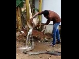 King Cobra Saanp Ka Video