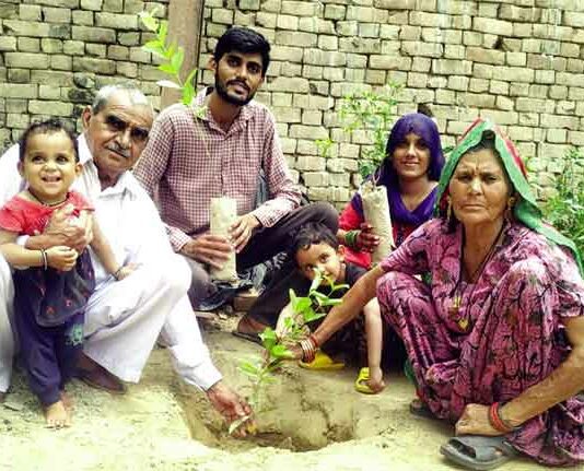 Tree Plantation