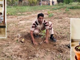 Tree Plantation