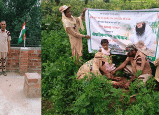 Tree Plantation in Chhattisgarh