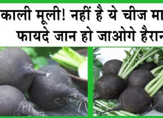 BLACK RADISH