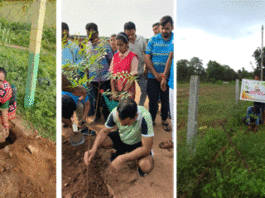 Tree Plantation