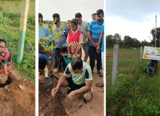 Tree Plantation