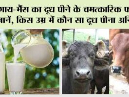 Cow Or Buffalo Which Milk Is Better