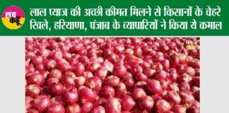 Onion Price