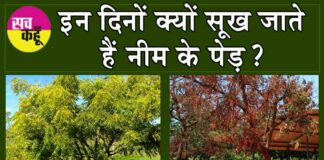 Disease of Neem Tree