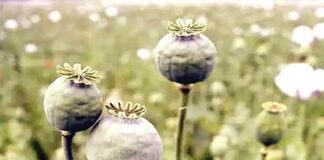 Opium Cultivation