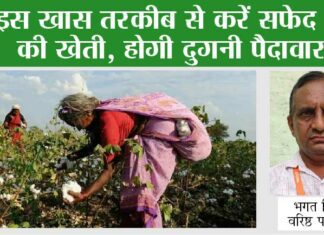 Cotton Cultivation: