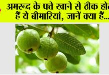 Guava leaves benefits