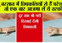 Tips To Get Rid Of Lizard