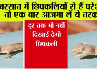 Tips To Get Rid Of Lizard