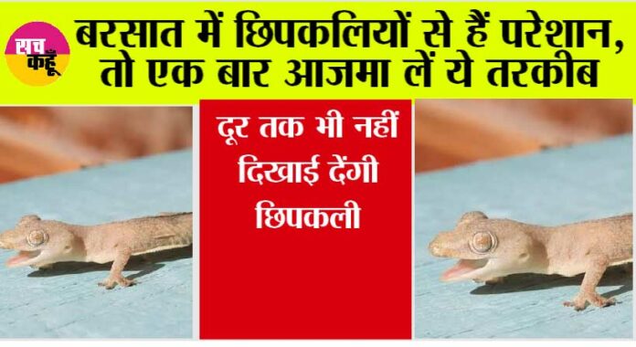 Tips To Get Rid Of Lizard