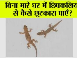 Tips to Get Rid of LIzards