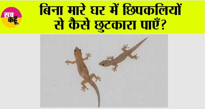 Tips to Get Rid of LIzards