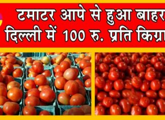 Tomato Price Hike